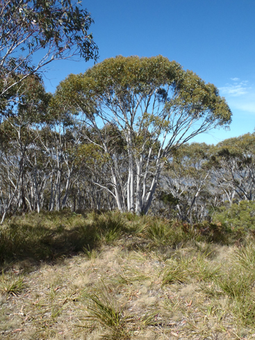  - Marrangaroo National Park